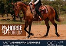 Friesian - Horse for Sale in Bartlesville, OK 74006 Friesian - Horse for Sale in Bartlesville, OK 74006