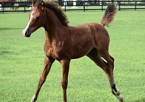 Arabian (Arabian, Mare) in Oviedo, FL