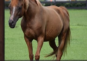 Arabian (Arabian, Mare) in Oviedo, FL