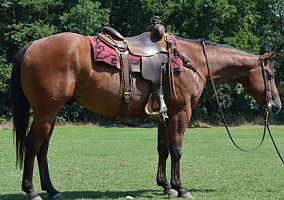 Quarter Horse (Quarter Horse, Gelding) in Sallisaw, OK