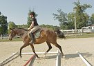 - Gelding in Scotland, CT - Gelding in Scotland, CT