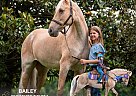 Tennessee Walking - Horse for Sale in , TN 37162