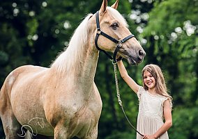 Tennessee Walking Horse (Tennessee Walking Horse, Mare) in TN