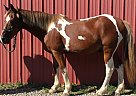 Cute Paint Gelding! Jack