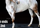 Appaloosa - Horse for Sale in Cynthiana, KY 40501