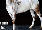 Appaloosa - Horse for Sale in Cynthiana, KY 40501 Appaloosa - Horse for Sale in Cynthiana, KY 40501