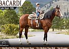 Quarter Horse - Horse for Sale in Fort Collins, CO 80524