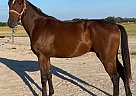 Bay-ester - Stallion in Rockdale, TX Bay-ester - Stallion in Rockdale, TX