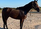 Phoenix - Mare in Rockdale, TX Phoenix - Mare in Rockdale, TX
