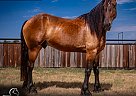 Friesian - Horse for Sale in Jacksboro, TX 65742