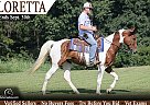 Tennessee Walking - Horse for Sale in Parkers Lake, KY 42634