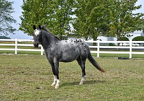 Appaloosa (Appaloosa, Gelding) in Yoder, IN
