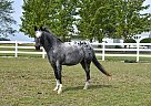 Appaloosa - Horse for Sale in Yoder, IN 46798