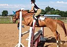 Holsteiner - Horse for Sale in London, ON N6C1M6 Holsteiner - Horse for Sale in London, ON N6C1M6