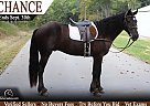 Gypsy Vanner - Horse for Sale in Clarkson, KY 42726