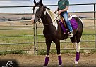 Tennessee Walking - Horse for Sale in Fort Collins, CO 80524