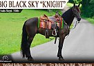 Tennessee Walking - Horse for Sale in Tomkinsville, KY 42166