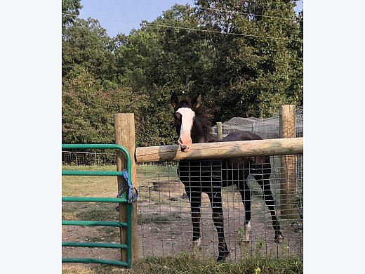 Blue Eyed Friesian Colt