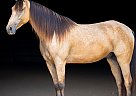 Missouri Fox Trotter - Horse for Sale in , AR 72601
