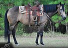 Missouri Fox Trotter - Horse for Sale in Amory, MS 38821