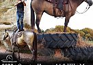 Quarter Horse - Horse for Sale in Perkins, OK 74059