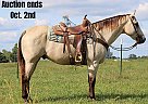 Quarter Horse - Horse for Sale in Sonora, KY 40501