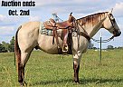 Quarter Horse - Horse for Sale in Sonora, KY 40501 Quarter Horse - Horse for Sale in Sonora, KY 40501