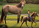 Tennessee Walking - Horse for Sale in Olive Hill, KY 41164