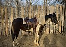 Boxer - Gelding in Brandon, MB Boxer - Gelding in Brandon, MB