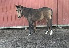 Quarter Horse Mare for Sale in Chamois, Missouri Quarter Horse Mare for Sale in Chamois, Missouri