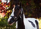 Drum - Horse for Sale in North Saanich, BC V8L 5T2 Drum - Horse for Sale in North Saanich, BC V8L 5T2