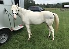April Sunshine - Mare in Rock Spring, GA April Sunshine - Mare in Rock Spring, GA