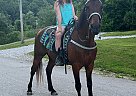 Kentucky Mountain - Horse for Sale in Lancaster, KY 40444 Kentucky Mountain - Horse for Sale in Lancaster, KY 40444