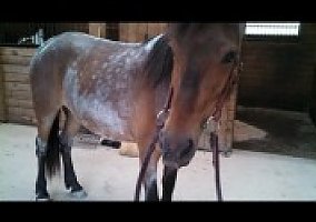 Welsh Pony and Cob (Welsh Pony and Cob, Mare) in Dix Hills, NY