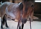 Welsh Pony - Horse for Sale in Dix Hills, NY Ny Welsh Pony - Horse for Sale in Dix Hills, NY Ny