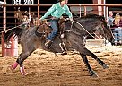 Quarter Horse - Horse for Sale in Raveena, TX 40501