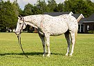 Appaloosa - Horse for Sale in Fayetteville, NC 40501