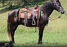 Draft - Horse for Sale in Tompkinsville, KY 42166