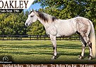 Quarter Horse - Horse for Sale in Lisbon, IN 52253