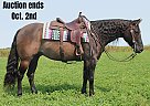 Quarter Horse - Horse for Sale in Fairbank, IA 40501 Quarter Horse - Horse for Sale in Fairbank, IA 40501