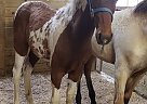 Tennessee Walking - Horse for Sale in Laurel, IN 47024 Tennessee Walking - Horse for Sale in Laurel, IN 47024