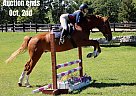 Warmblood - Horse for Sale in Highland, MI 40501 Warmblood - Horse for Sale in Highland, MI 40501