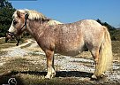 Miniature - Horse for Sale in Plato, MO 65552
