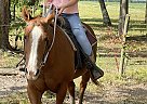Quarter Horse - Horse for Sale in Courtland, VA 23837