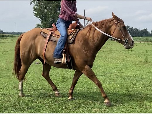 Mare for Sale and/Or Trade