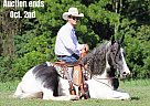 Quarter Horse - Horse for Sale in Brodhead, KY 40501 Quarter Horse - Horse for Sale in Brodhead, KY 40501