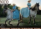 Fjord - Horse for Sale in , AR 9363