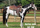 Quarter Horse - Horse for Sale in Sonora, KY 40501 Quarter Horse - Horse for Sale in Sonora, KY 40501
