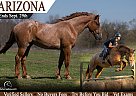 Percheron - Horse for Sale in , NJ 07840