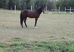 Welsh Pony and Cob (Welsh Pony and Cob, Gelding) in Chesuncook, ME